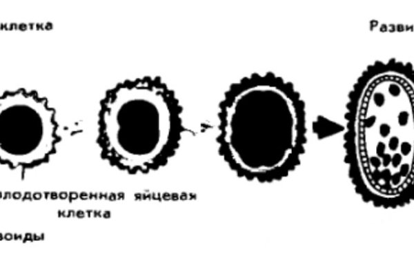 Кракен zerkalo pw