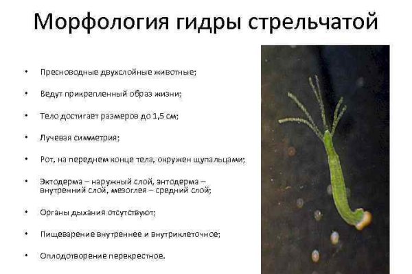 Kraken ссылки актуальные 2025 г