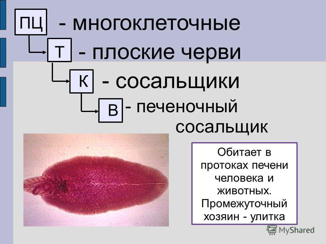 Craken14 at
