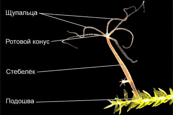 Кракен сайт что