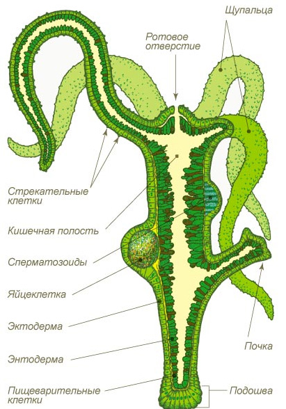 Кракен портал