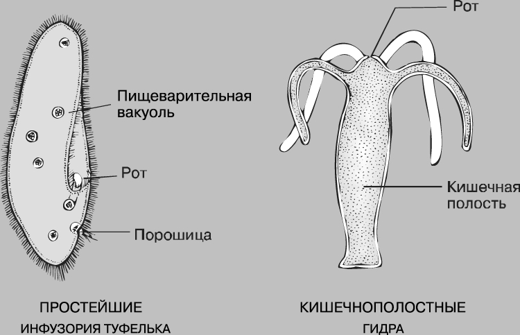 Кракен ссылка в тор